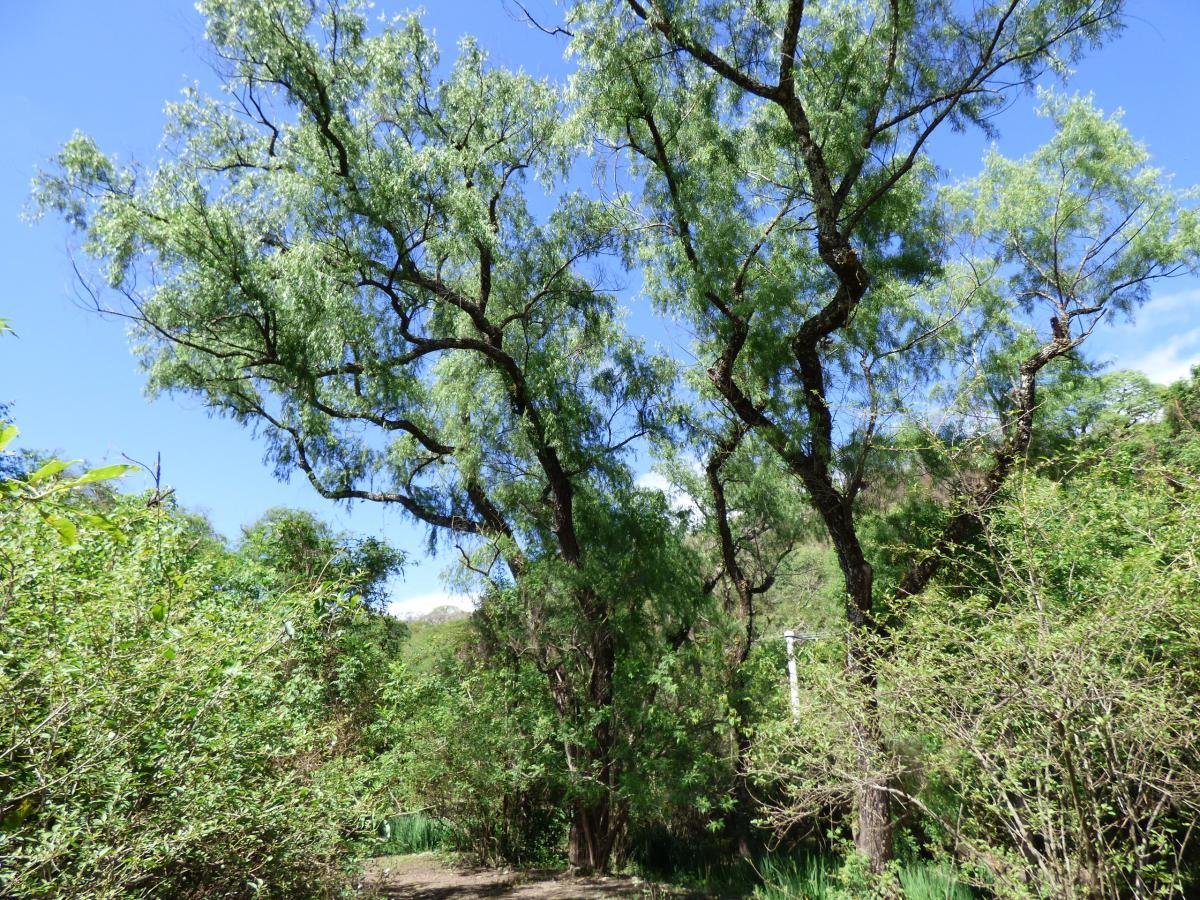 Sauce llorón - Vista 3